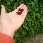 Local Food - Mulberries